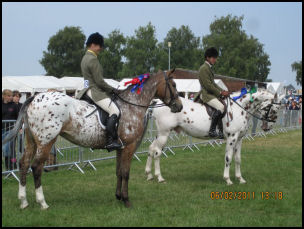 Knabstruppers at Suffolk Show